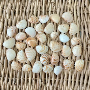 May include: A collection of seashells in various sizes and patterns, including white, tan, and brown hues. The shells are arranged on a woven, light brown surface, creating a natural and beachy aesthetic. Ideal for coastal decor or craft projects.