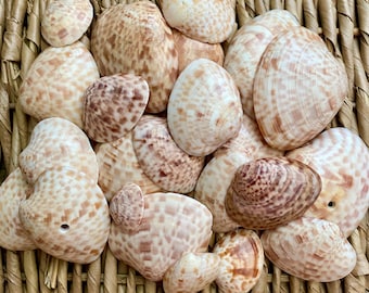 Calico clam shells, sea shells, Florida sea shells, Sanibel sea shells