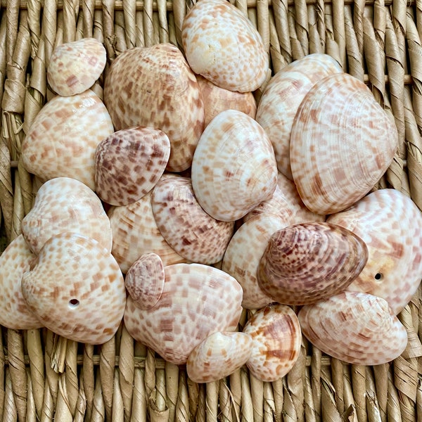 Calico clam shells, sea shells, Florida sea shells, Sanibel sea shells