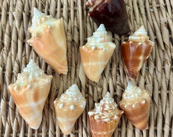 8 large, 2.25-3 inch Juvenile Florida Fighting Conch Shells, Florida sea shells, Sanibel sea shells, craft shells