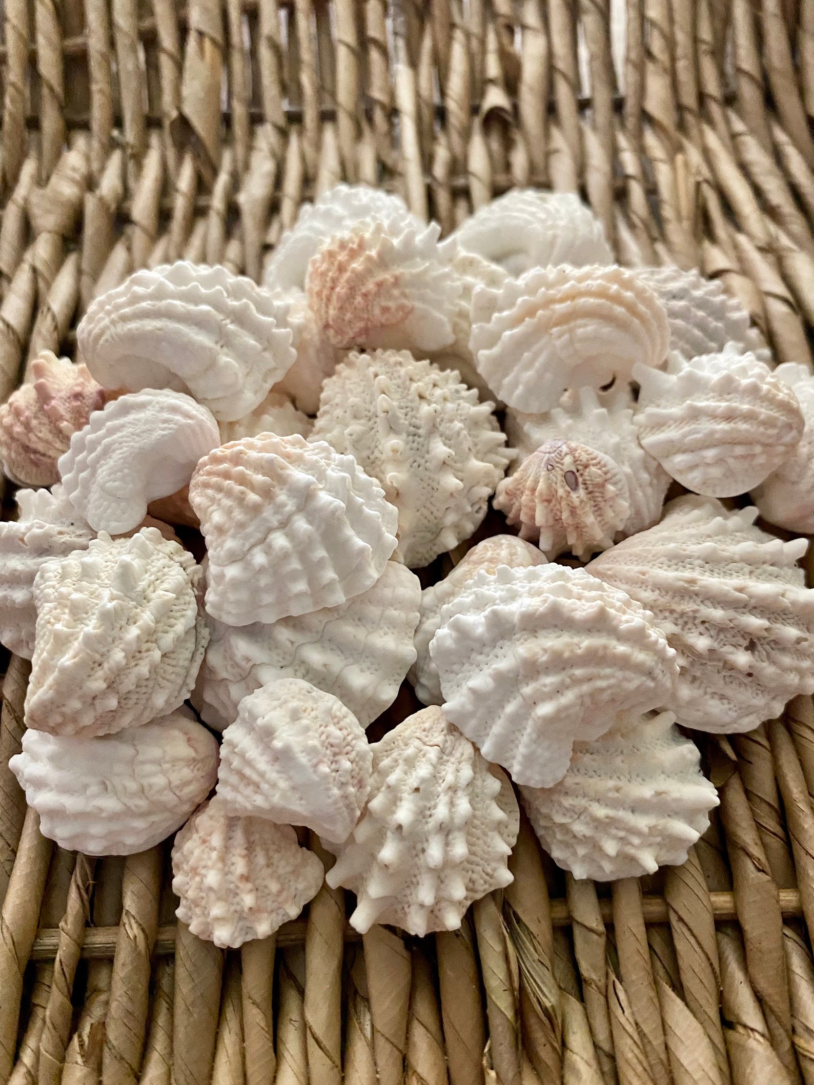 Spiny Jewel Box Sea Shells, Jewel Box Shells, Sanibel Sea Shells, Florida Sea Shells Etsy