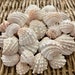 Spiny Jewel Box Sea Shells, Jewel Box Shells, Sanibel Sea Shells ...