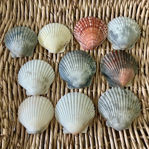 May include: A collection of scallop seashells in various colors, including white, gray, and orange, arranged on a woven wicker surface. The shells have a fan-like ribbed texture, showcasing natural coastal decor.
