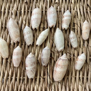 15 Lettered Olive Shells, sea shells, Florida sea shells, Sanibel sea shells, craft shells