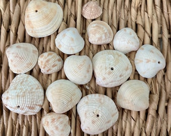 15 Lady-in-waiting venus clam shells, sea shells, Sanibel sea shells, Florida sea shells, craft shells, small craft shells