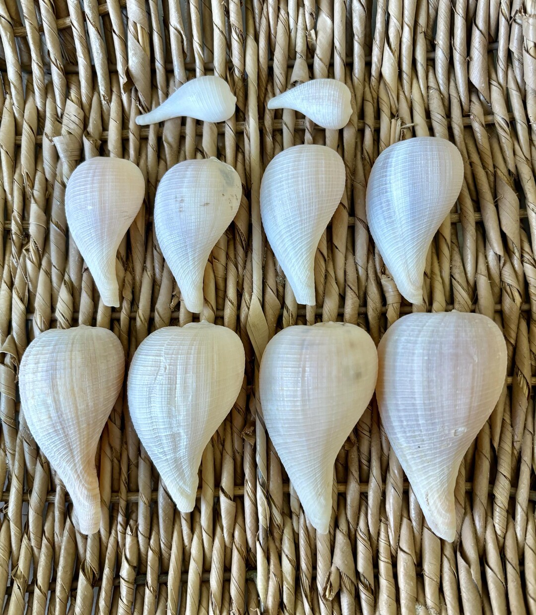 Shell Figers 10 Paper Fig Shells, Sanibel Seashells, Florida Seashells, Craft Shells ...