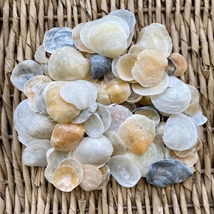 25+ Jingle shells, sea shells, Florida sea shells, Sanibel sea shells, craft shells