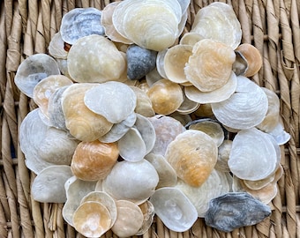 25+ Jingle shells, sea shells, Florida sea shells, Sanibel sea shells, craft shells