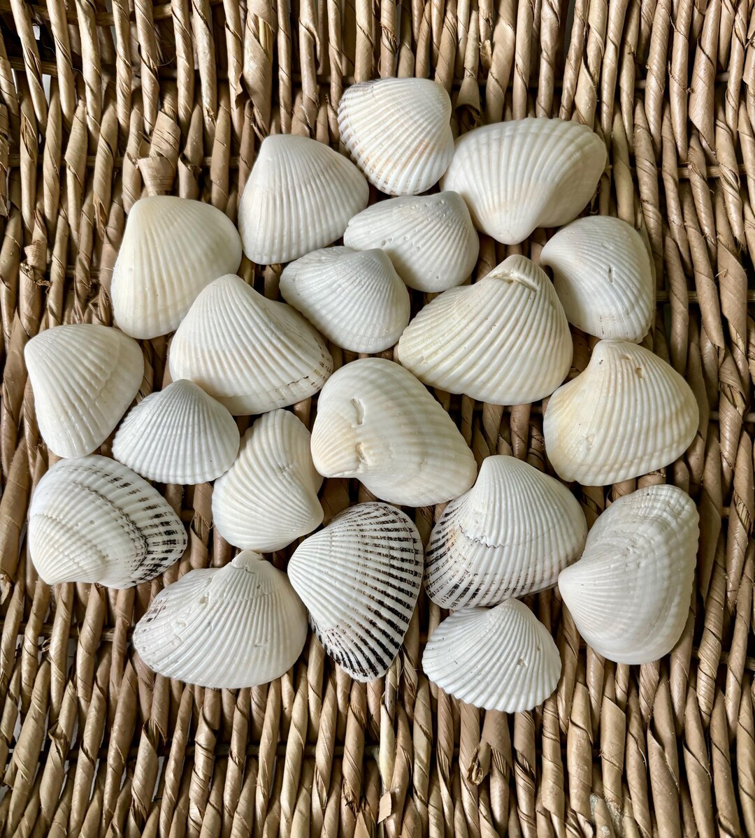 20 Ark Shells, Sea Shells, Florida Sea Shells, Sanibel Sea Shells ...