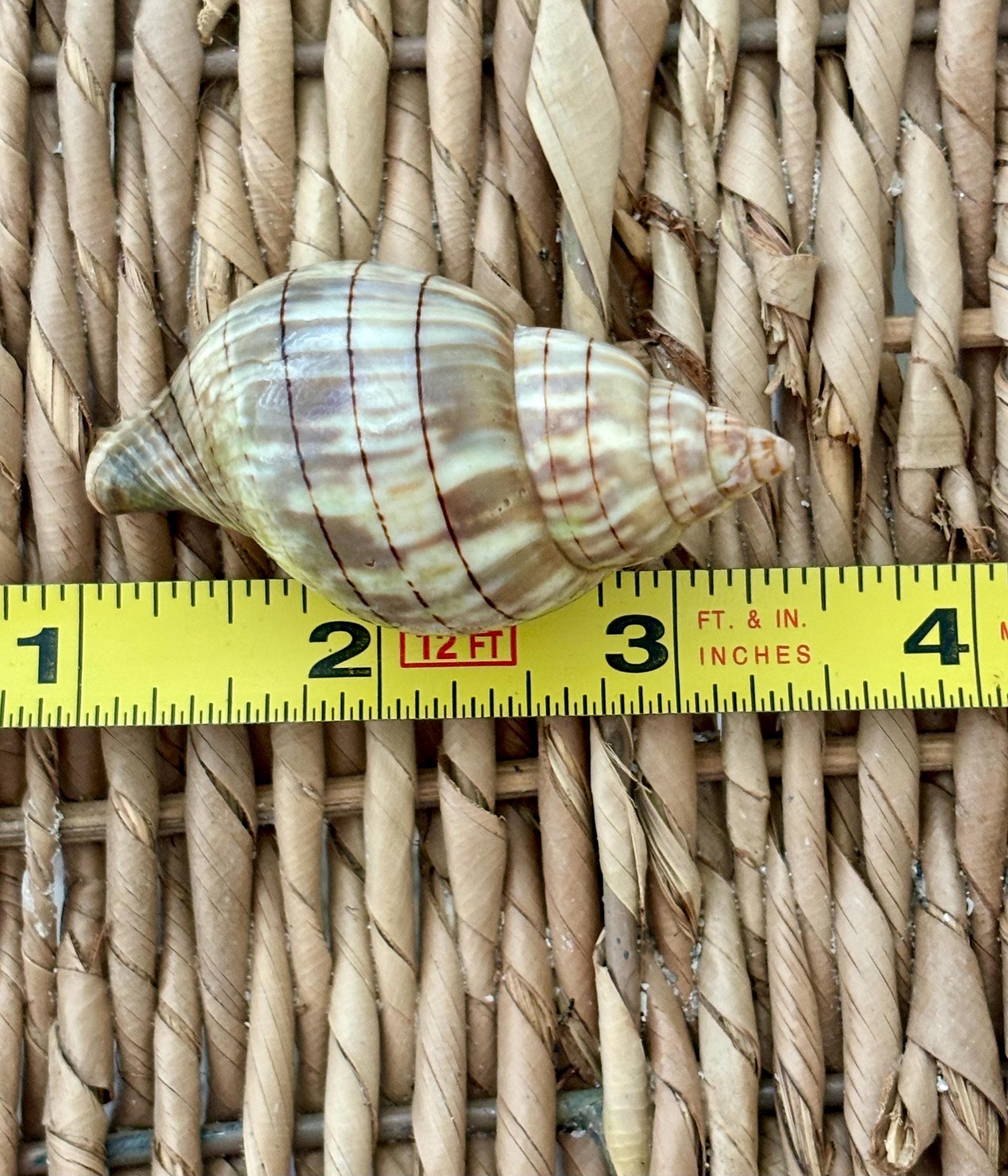 10 Banded Tulip Shells, Sea Shells, Florida Sea Shells, Sanibel Sea ...