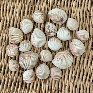 May include: A collection of seashells with ribbed textures and varying shades of cream and brown. The shells are arranged on a woven, light brown surface, creating a natural and coastal aesthetic. The shells vary in size and shape.