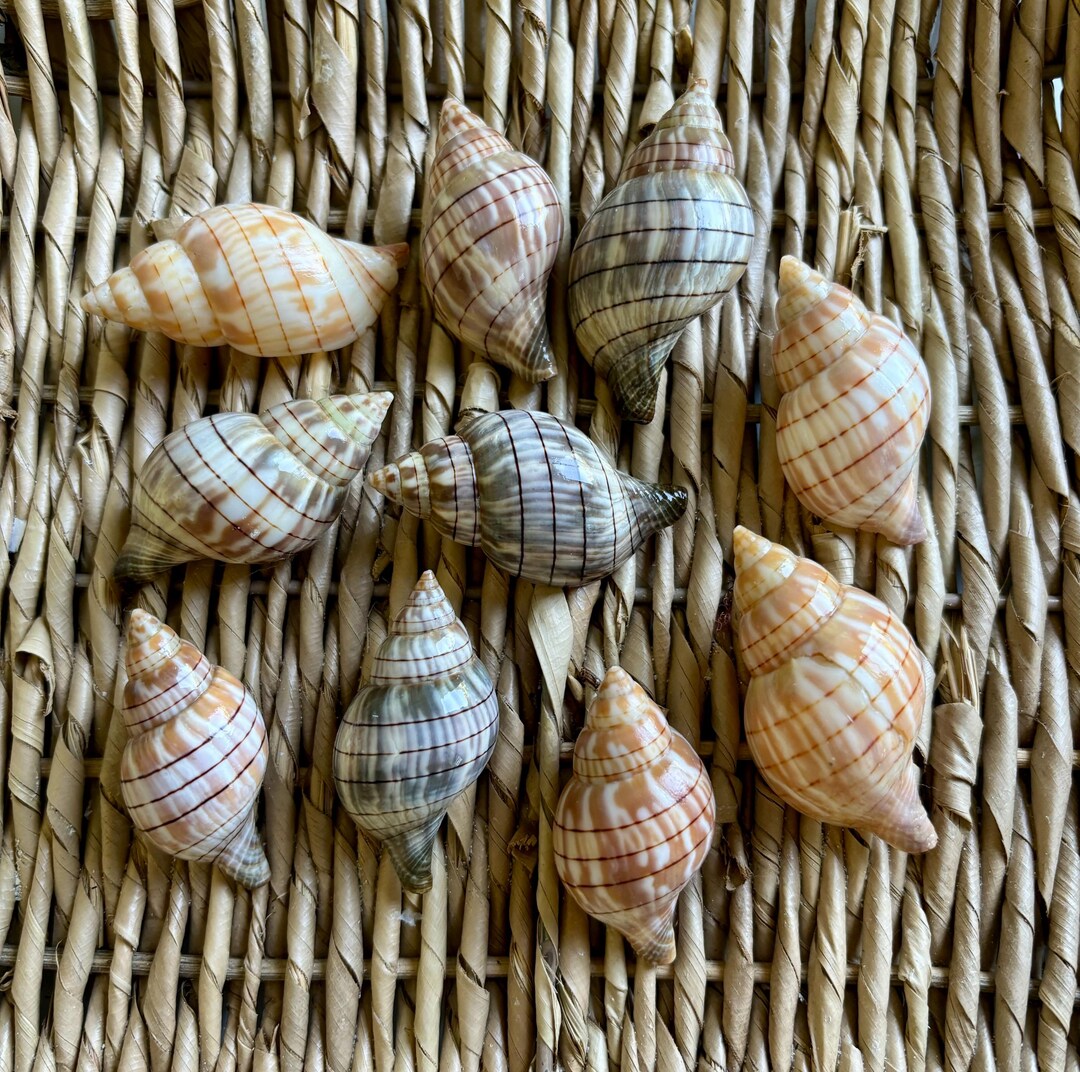 10 Banded Tulip Shells, Sea Shells, Florida Sea Shells, Sanibel Sea ...