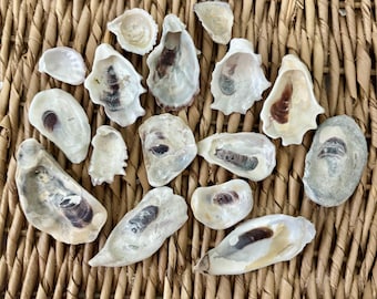 16 mix of small oyster shells, Florida sea shells, Sanibel sea shells, crafting shells