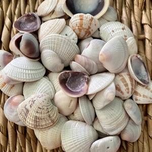 May include: A collection of seashells in various shades of white, brown, and purple. The shells are arranged in a pile on a woven wicker surface.