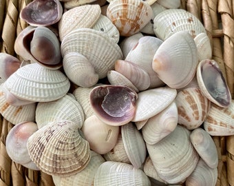 25+ Cross-barred venus shells, sea shells, Sanibel sea shells, Florida sea shells, craft shells