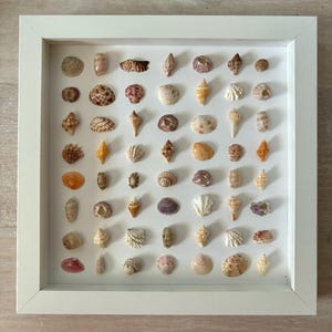 May include: A square white frame containing a collection of various small seashells arranged in a grid pattern against a white background. The shells display diverse shapes, textures, and colors including shades of brown, tan, white, and pink.