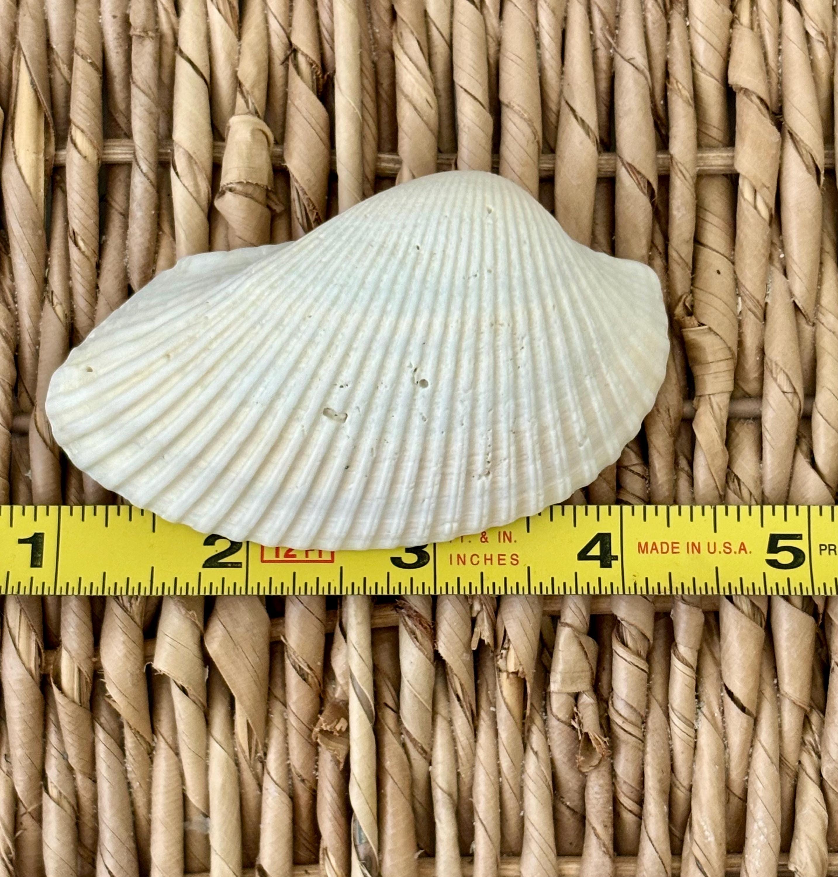 9 Ark Shells, Sea Shells, Florida Sea Shells, Sanibel Sea Shells, Craft ...