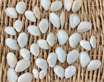 18 Tampa Tellin Shell Pairs, Sanibel Island, Florida Seashells, Small Craft Shells