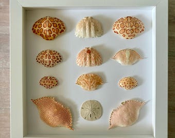 Framed crab shells, Sanibel seashells, Florida seashells, framed shells