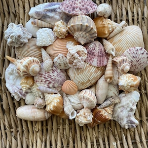 15+ Mixed bag of sea shells, Florida sea shells, Sanibel sea shells, craft shells