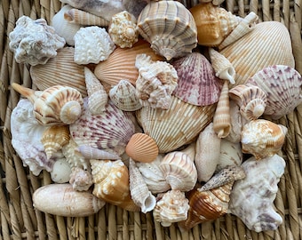 15+ Mixed bag of sea shells, Florida sea shells, Sanibel sea shells, craft shells