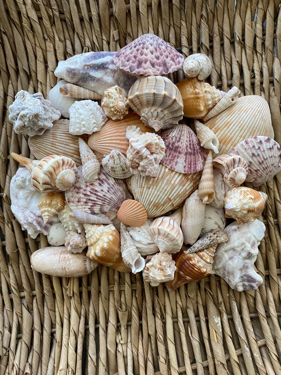 15+ Mixed bag of sea shells, Florida sea shells, Sanibel sea shells