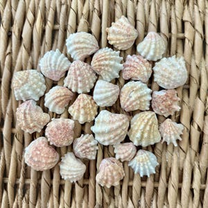 May include: A collection of small, fan-shaped seashells in shades of white, cream, and soft pink. Each shell features a distinct ribbed texture radiating from the hinge to the scalloped edge, creating a uniform appearance across the group.