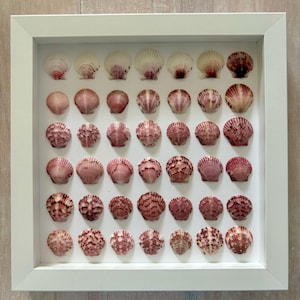 May include: A framed display of seashells. The white frame surrounds a grid of various seashells, showcasing a range of colors from white to deep burgundy. The shells are arranged in neat rows, creating a visually appealing coastal theme.