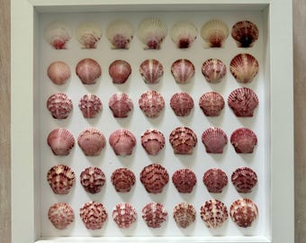 Framed scallop shell art, shell art, sea shell art, Sanibel sea shell art