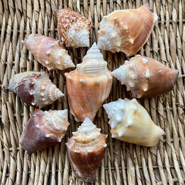 Florida Conch Shells Etsy