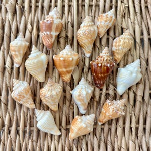 15 1.25-1.75 inch Juvenile Florida Fighting Conch Shells, sea shells, Florida sea shells, Sanibel sea shells, craft shells