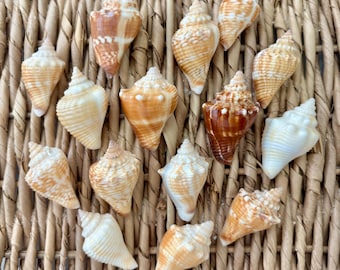 15 1.25-1.75 inch Juvenile Florida Fighting Conch Shells, sea shells, Florida sea shells, Sanibel sea shells, craft shells