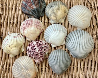 10, 1.75-2.5 inch scallop shells, sea shells, Florida sea shells, Sanibel sea shells, craft shells