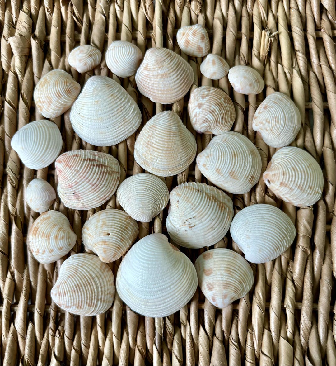 25 Lady-in-waiting Venus Clam Shells, Sea Shells, Sanibel Sea Shells ...