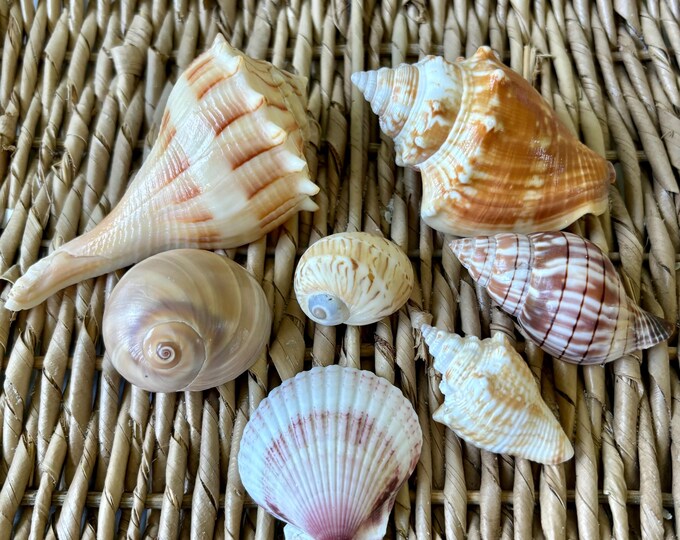 7 SWFL Common Seashells, Sanibel Shells, Florida Sea Shells, Craft ...