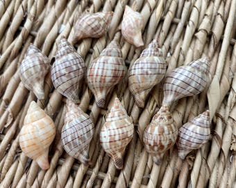12, 1-1.5 inch banded tulip shells, sea shells, Florida sea shells, Sanibel sea shells, craft shells, small craft shells