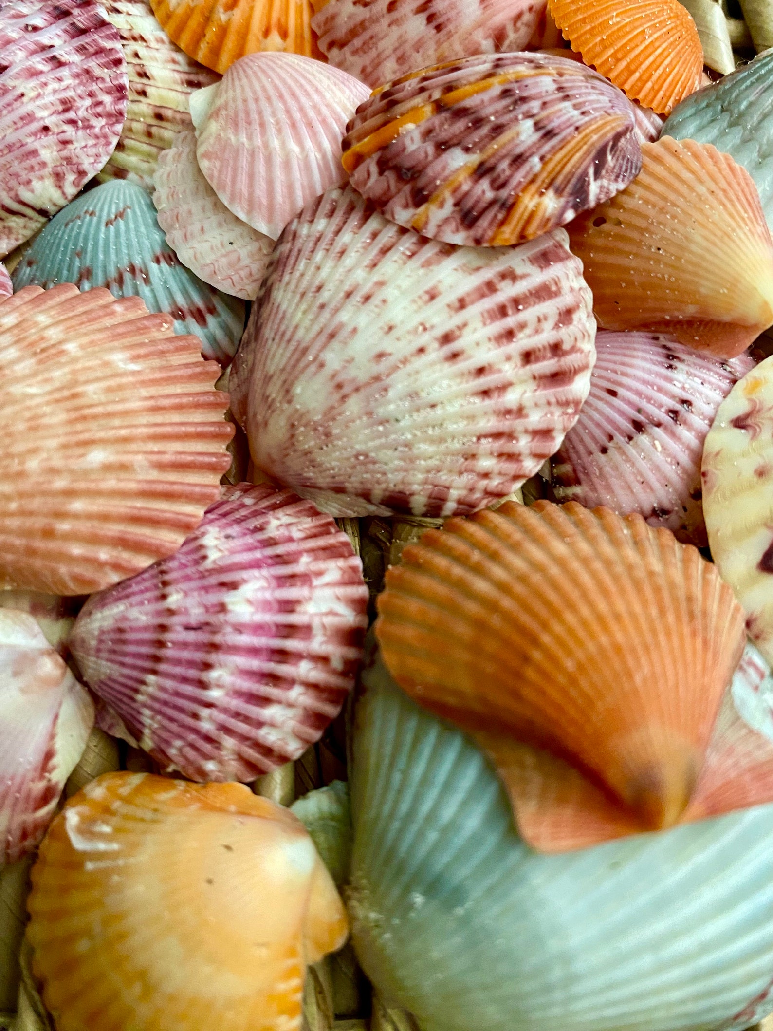 25 Scallop Sea Shells Florida Scallops Sanibel Scallop Etsy