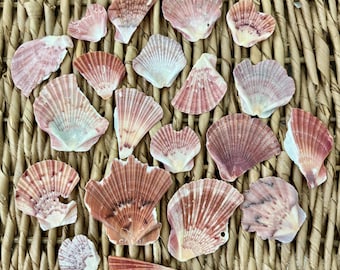 20 flat scallop pieces, Florida shells, Sanibel Shells, craft shells