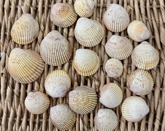 35 Painted Egg Cockle Sea Shells, Florida Cockle Sea Shells, Sea