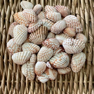 May include: A collection of small, white and brown seashells with a textured surface. The shells are arranged in a heart shape on a woven wicker surface.