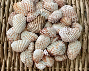 25+ Ribbed Carditid Shells, Sanibel Island Craft Shells, Natural Beach Finds
