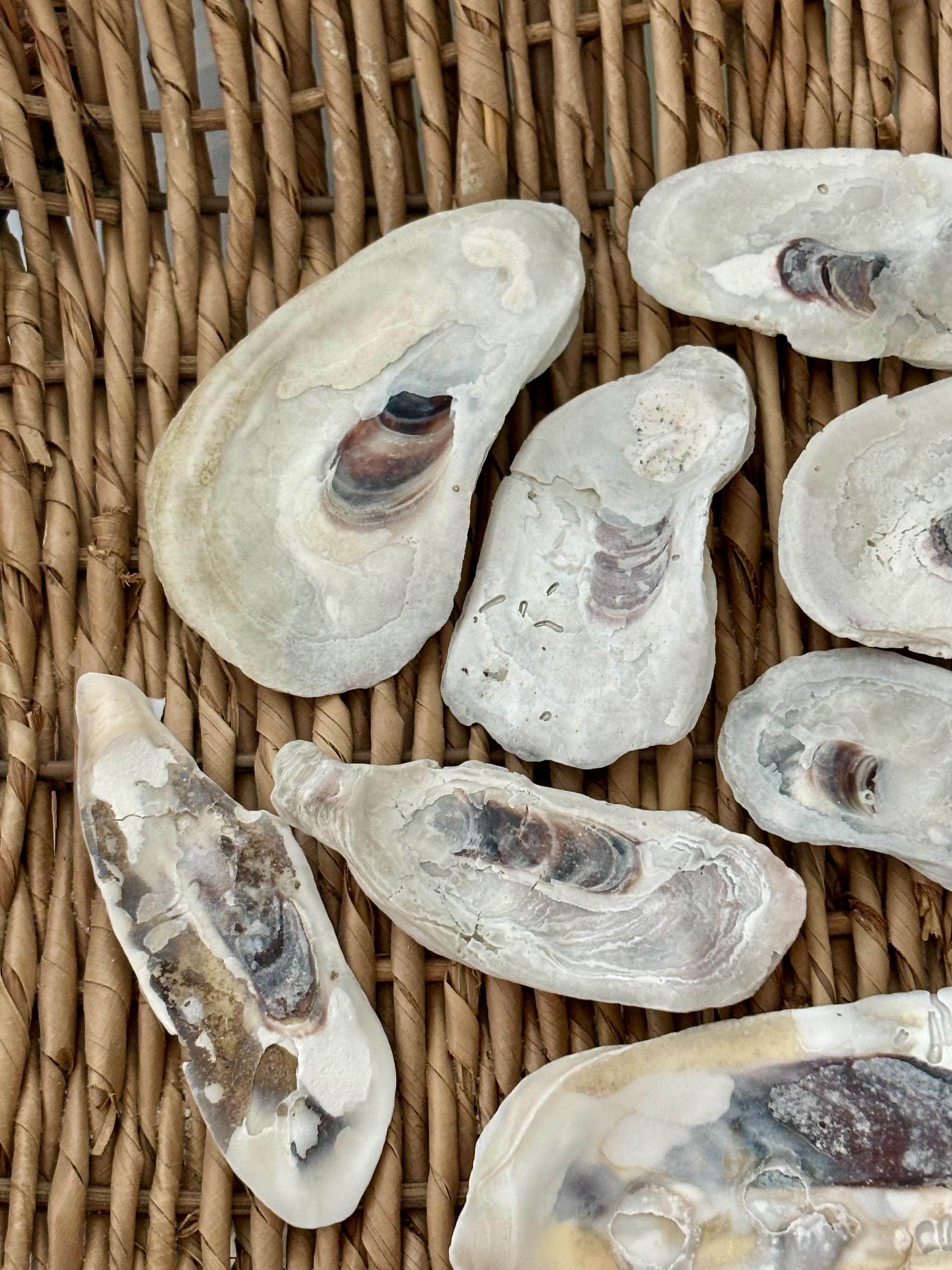 Large Square Flat Shell 10 Oyster FLAT Shells, Sea Shells, Florida Sea Shells, Sanibel Sea ...