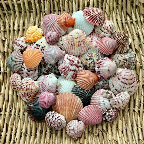 25+ Assorted Scallop Sea Shells, Florida Beach Treasures, Craft Supplies, Natural Decor, Sanibel Scallops