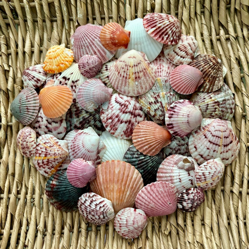 Authentic Beach Sea Shells - Etsy