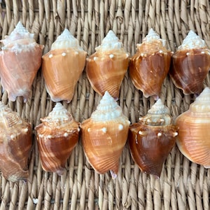 May include: A collection of ten conch shells arranged in two rows. Each shell features a spiraled, pointed top with a white base color that transitions into various shades of tan, orange, and deep brown, displaying natural ridges and textures.