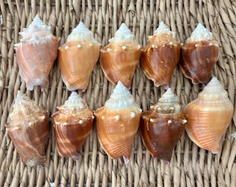 10 Florida Fighting Conch Shells, Natural Sanibel Sea Shells, Craft Supplies