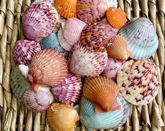 Scallop sea shells, Florida scallops, Sanibel scallop shells, scallop shells