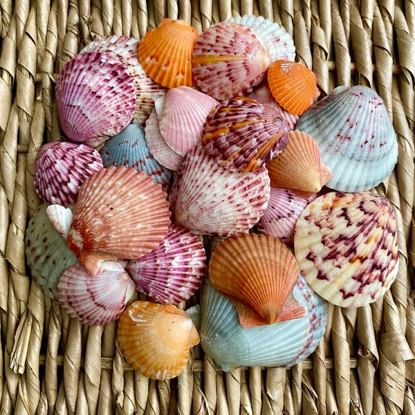 Scallop sea shells, Florida scallops, Sanibel scallop shells, scallop shells