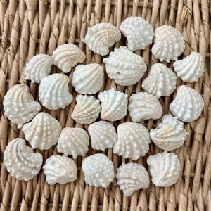 May include: A collection of small, off-white cockle shells with distinct radial ridges and textured surfaces. Each shell features a fan-like shape with a rounded edge and a pointed hinge, displaying natural variations in size and surface detail.
