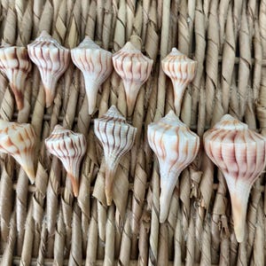 10, 1.25-2.25 inch Lightning Whelk Shells, sea shells, Florida sea shells, Sanibel sea shells, craft shells, small craft shells